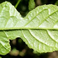 Pluchea paniculata (Willd.) Karthik. & Moorthy